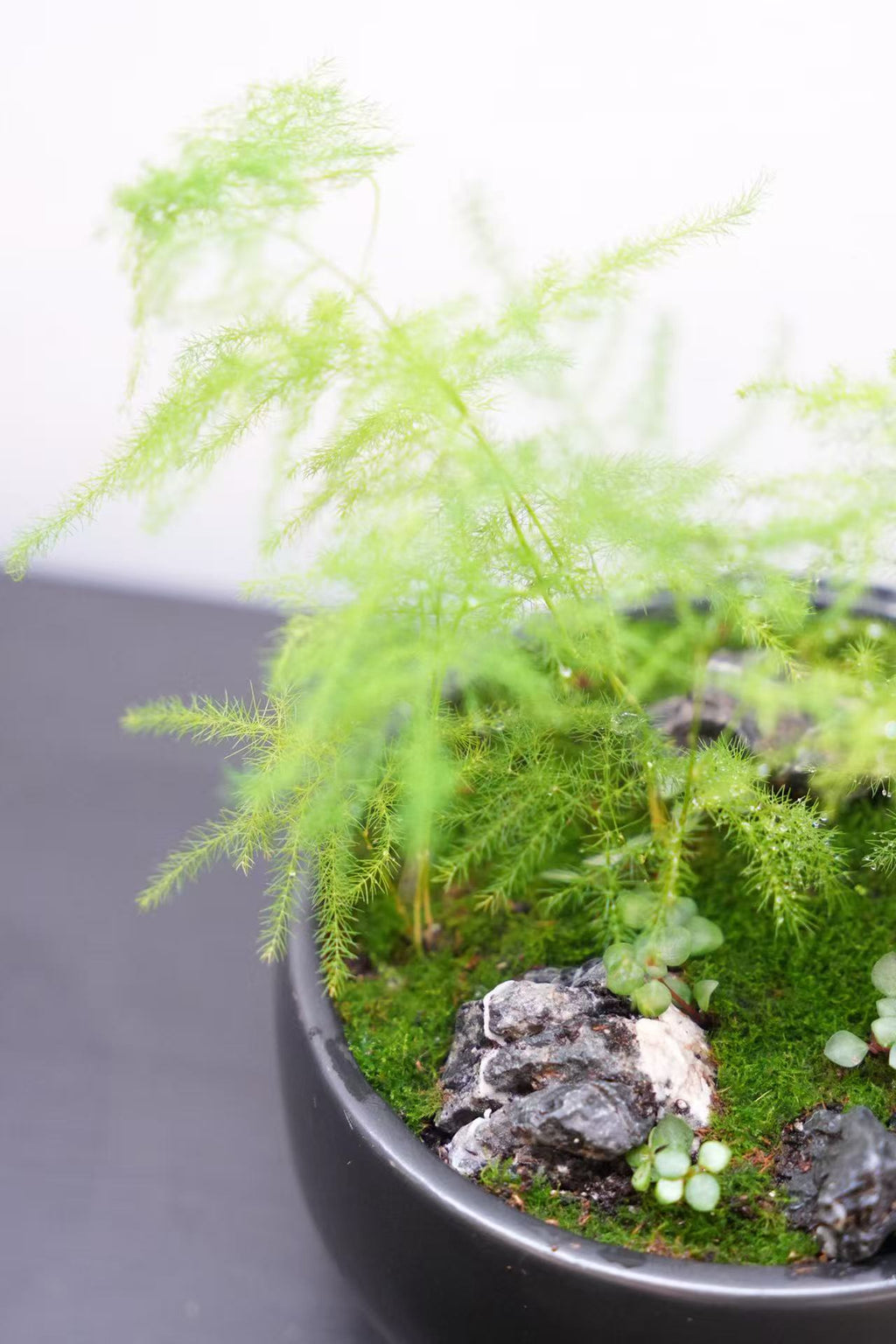 Kusamono Workshop — Create Your Own Japanese Mini Landscape