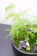 Kusamono Workshop — Create Your Own Japanese Mini Landscape