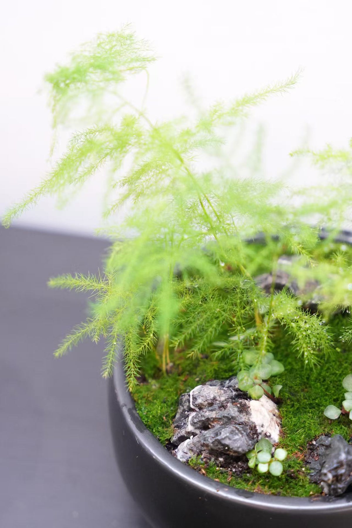 Kusamono Workshop — Create Your Own Japanese Mini Landscape