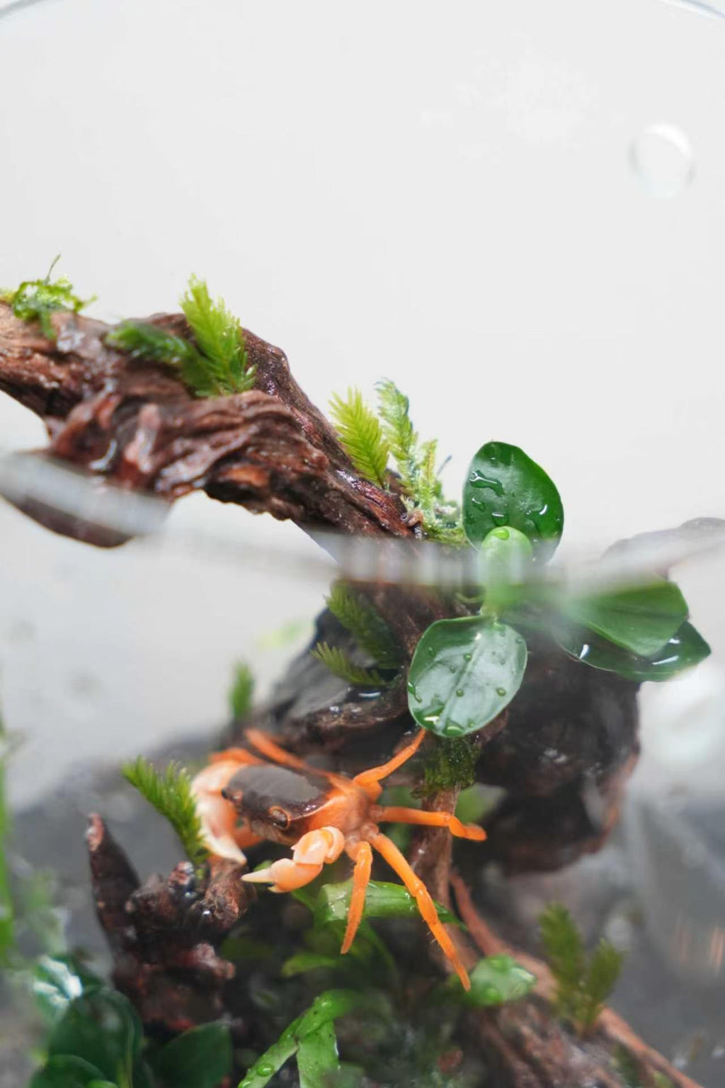 SPECIAL EVENT: Aquarium Workshop — Create Your Own mini aquarium