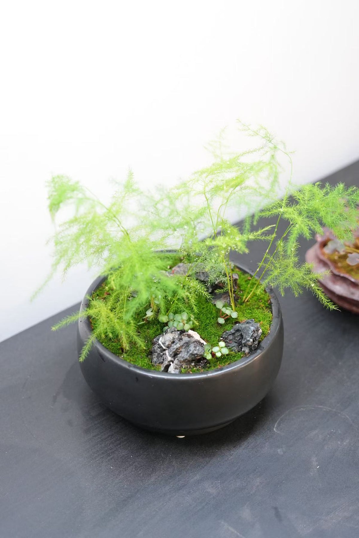 Kusamono Workshop — Create Your Own Japanese Mini Landscape