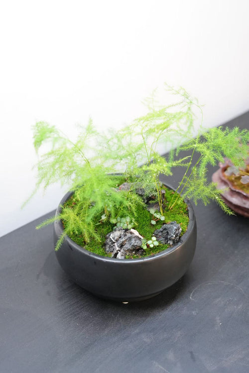 Kusamono Workshop — Create Your Own Japanese Mini Landscape