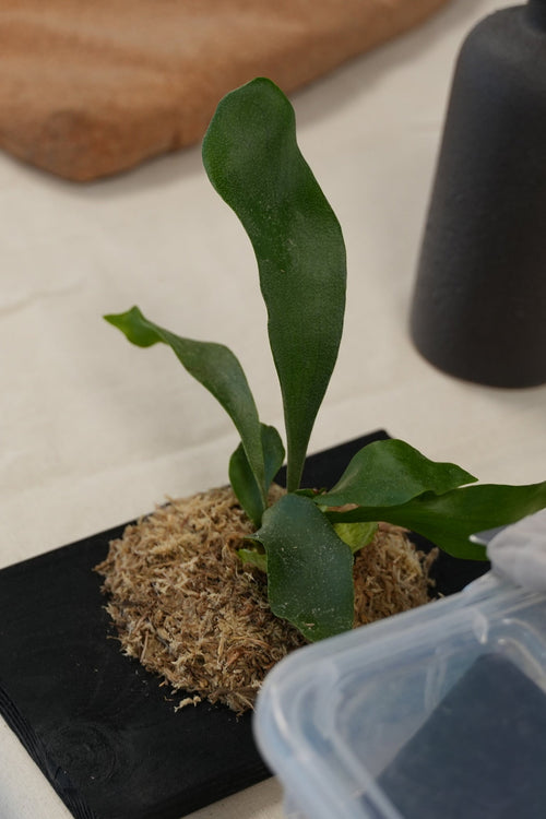 SPECIAL EVENT: Staghorn fern Workshop – Create Your Own Living Wall Art