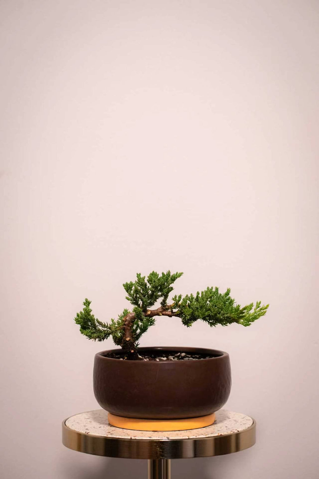 SPECIAL EVENT: Bonsai Workshop — Create Your Own Miniature Tree
