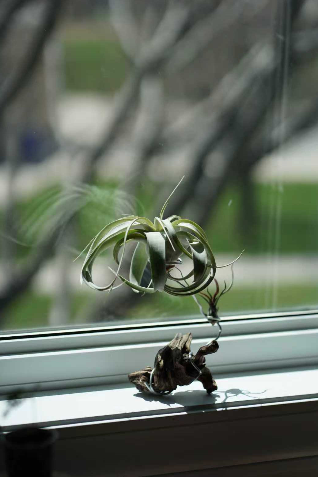 SPECIAL EVENT: Air Plant Sculpture Workshop — Create a Living Work of Art