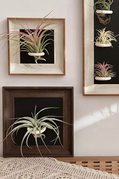 Magnetic Display Frame for Air Plants