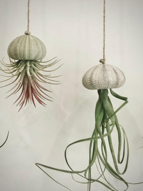 Air plant-Tillandsia - Different Mount Stypes